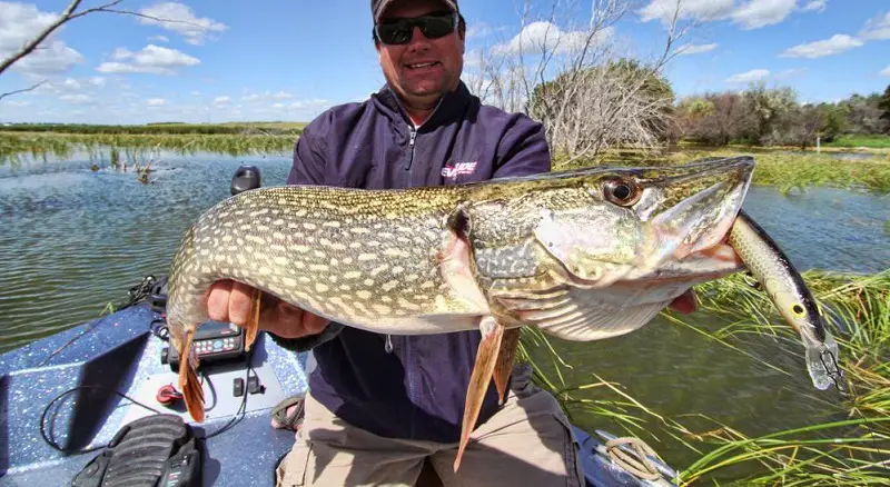 Best Tips and Techniques for Catching Northern Pike