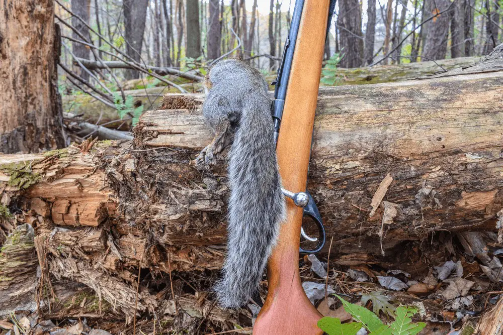 Hunting Squirrel