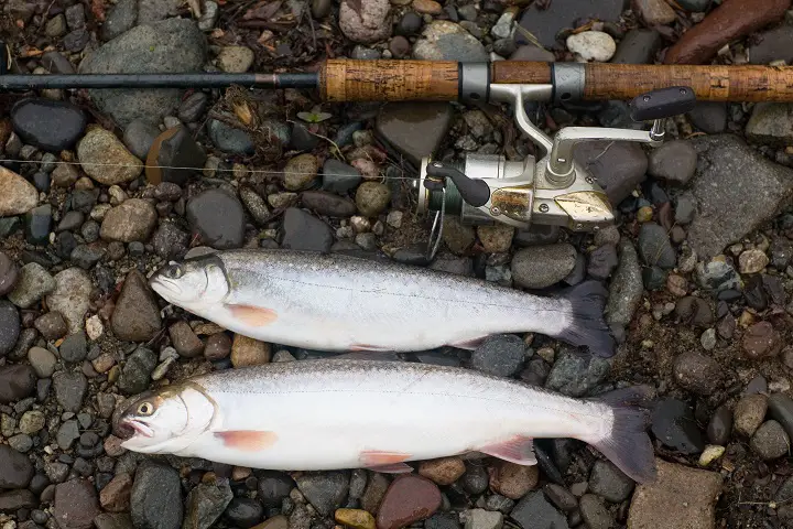 FAQ About Spinning Rods for Trout