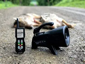 Best Coyote Calls: How To Choose One?