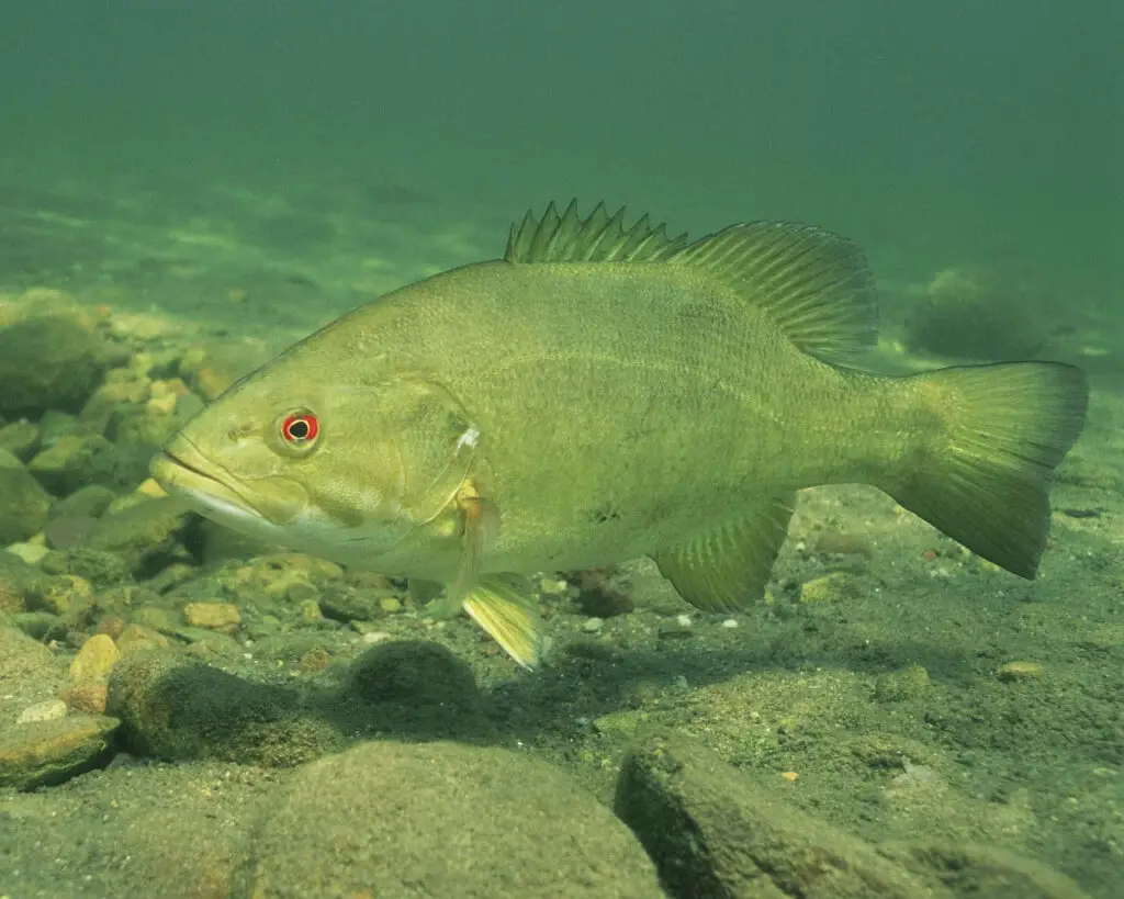 A type of bass fish on a clear water creek