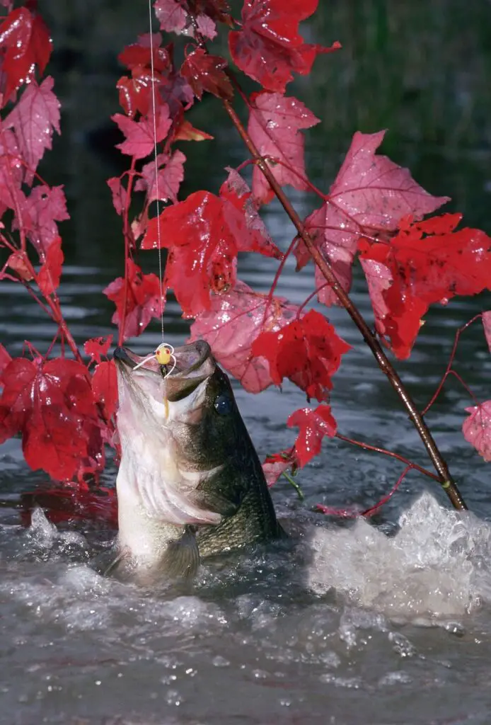 A big bass fish caught on a bait