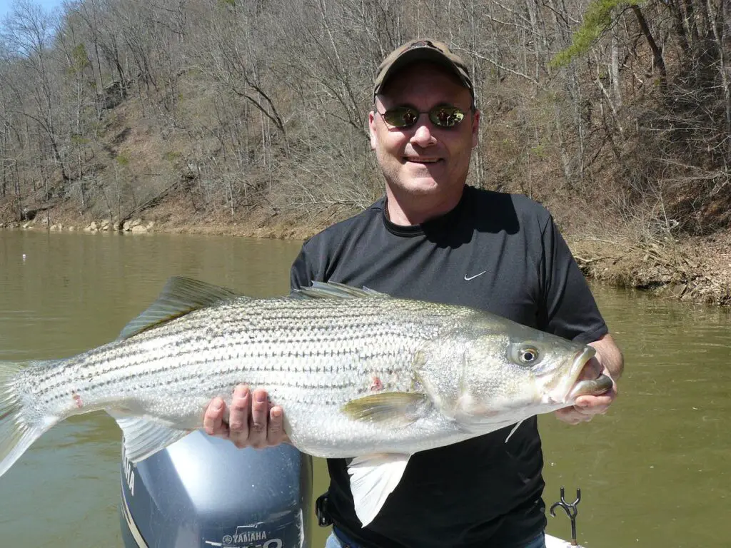 A monster bass fish caught by man wearing a black shirt and a baseball hat