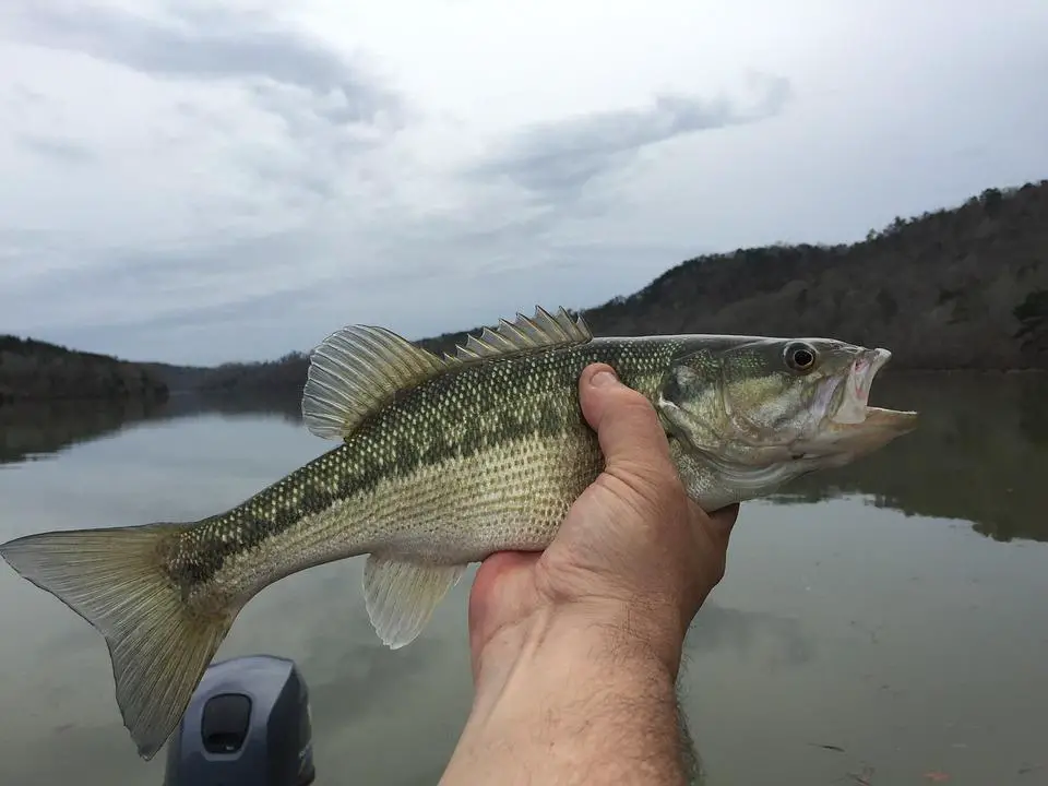Bass fish held on the right hand 