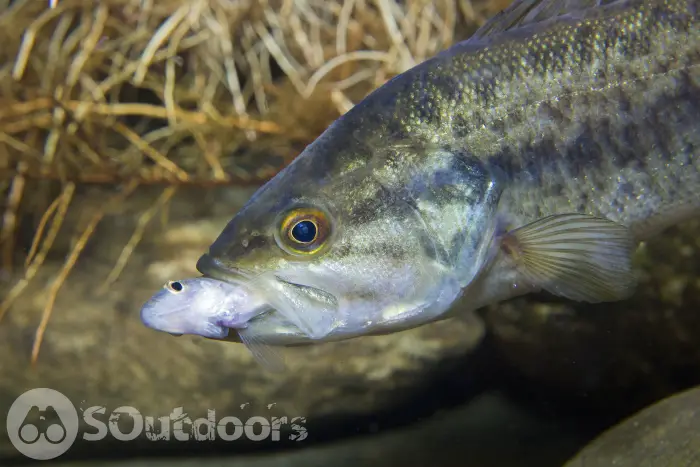 Close up underwater picture of a fresh water fish Largemouth Bass with a little fish in the mouth