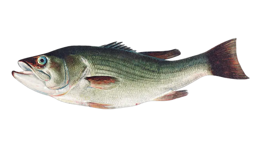 An image of a healthy bass fish