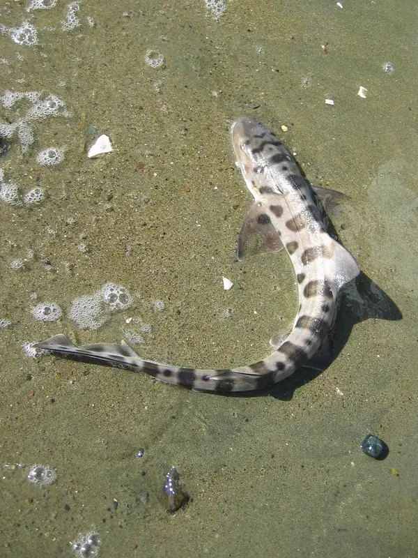 Leopard shark on the sand