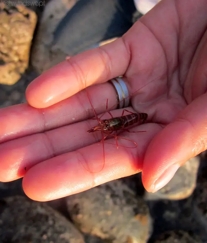 A small shrimp held on a hand