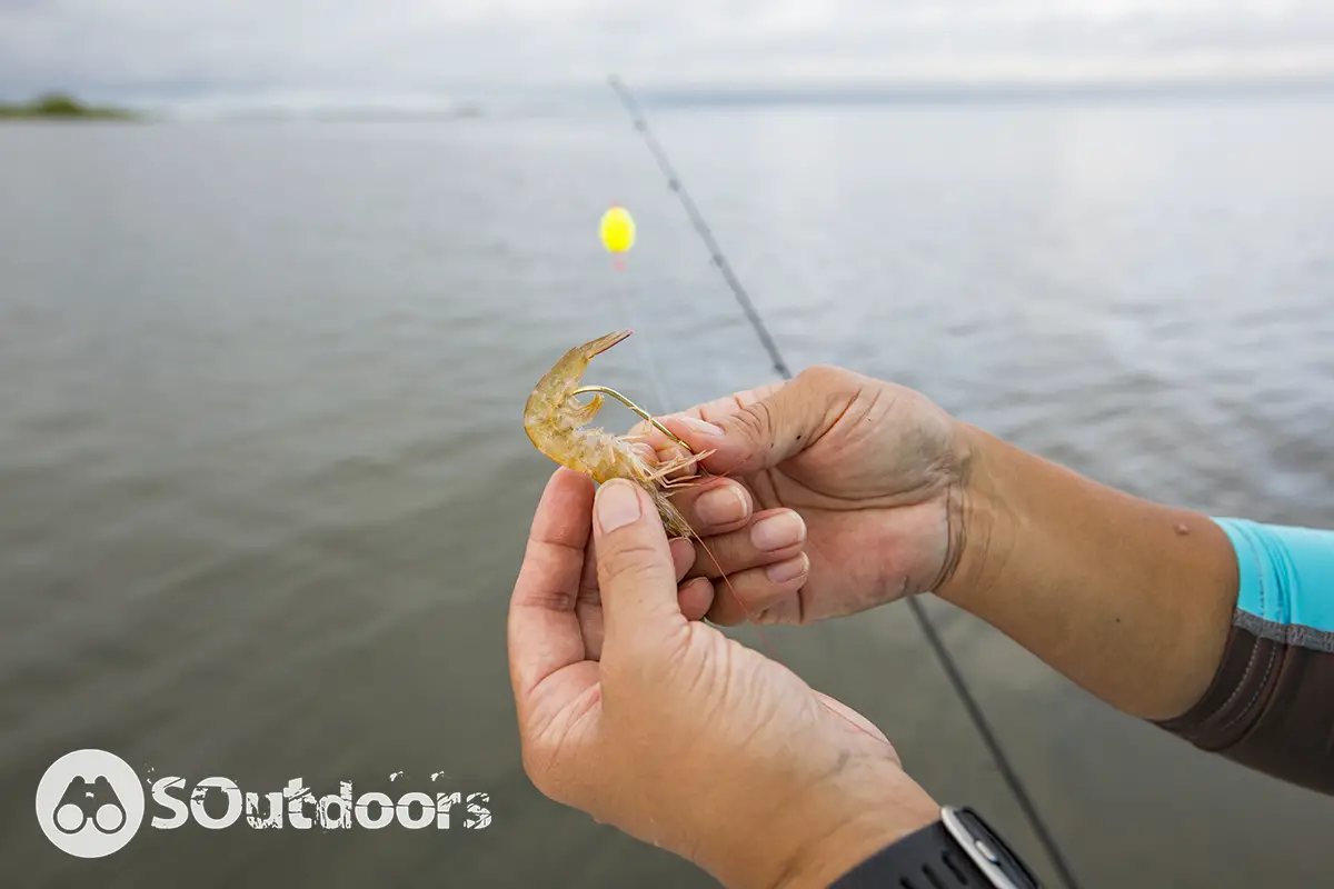 How To Fish With Shrimp: All You Need To Know