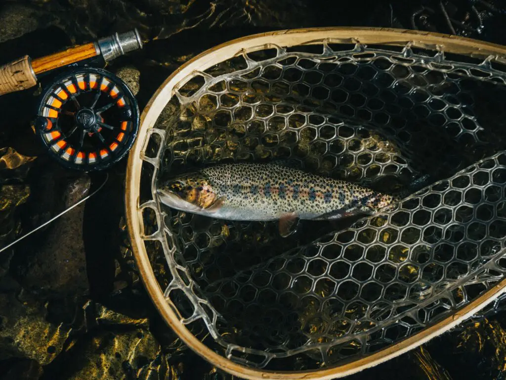 Trout fish inside a net with a fly fishing reel