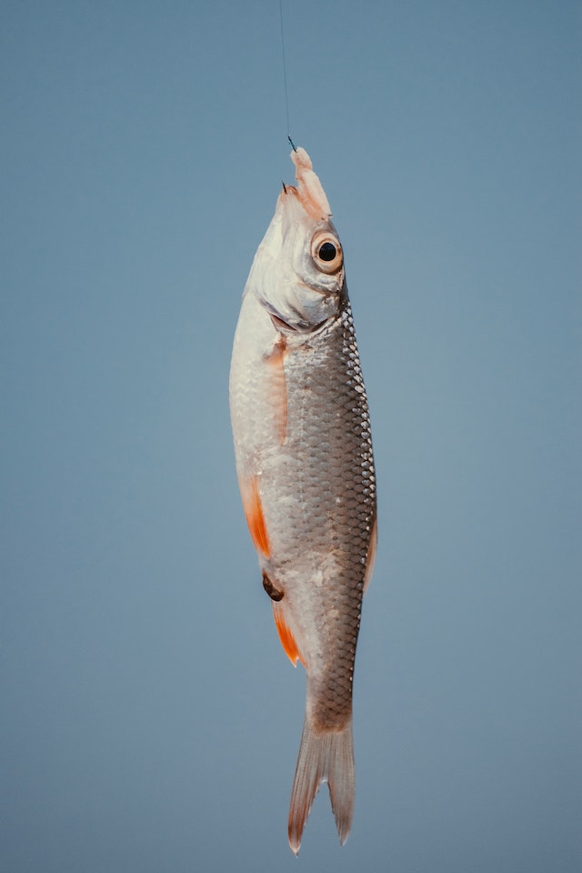 Fish caught on a bait