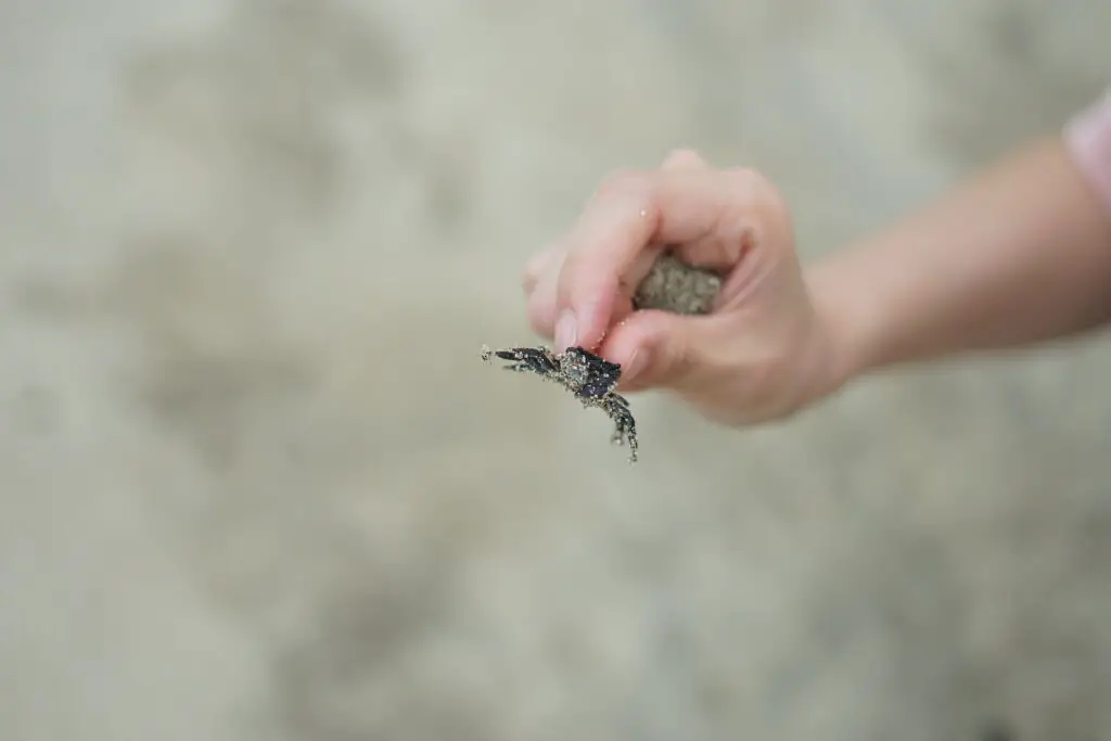 A person holding a sand crab to be used as bait for fishing