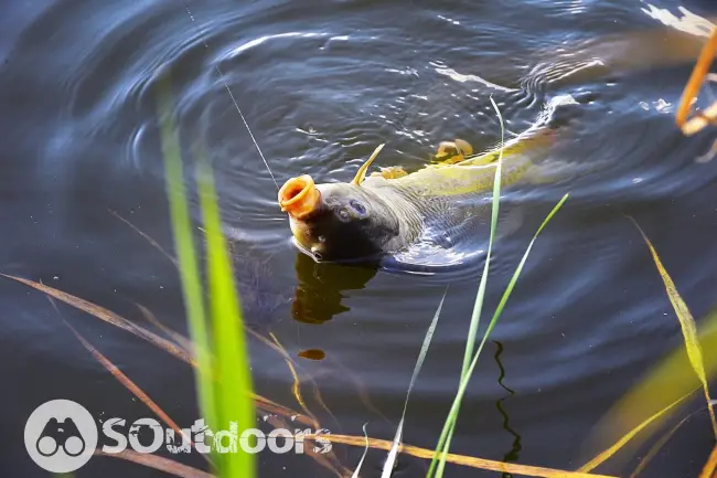 Catching carp fishing rod with a hook and fishing line in the water close up