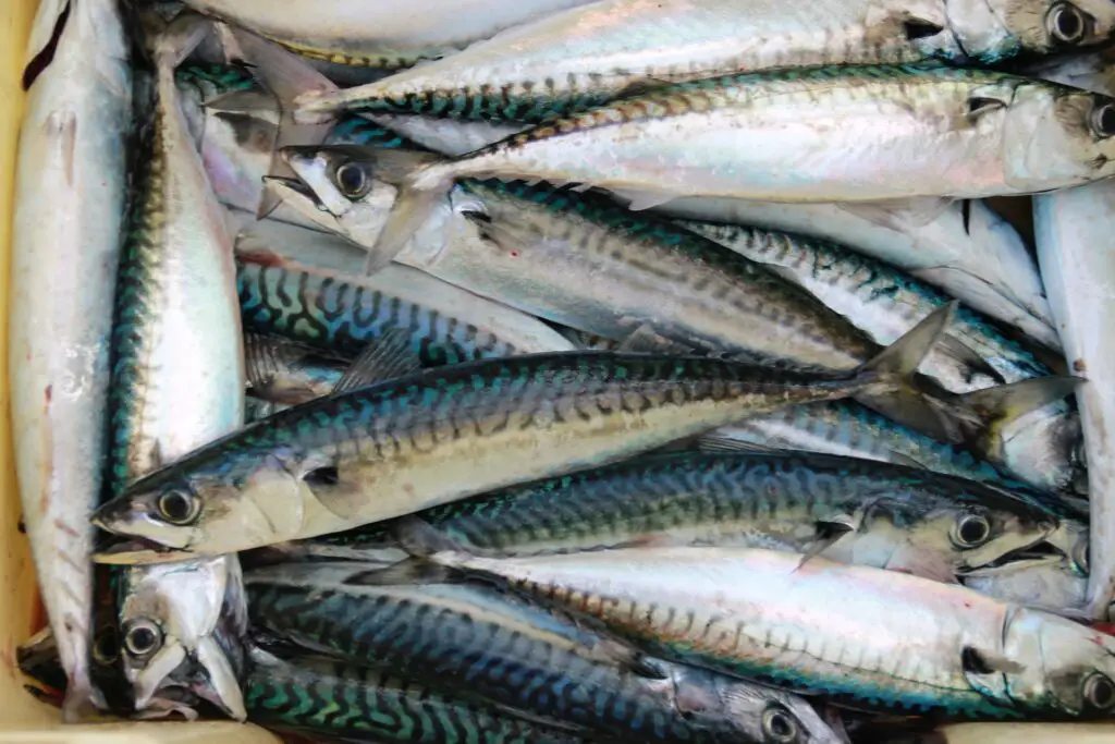 A pile of caught mackerel fish