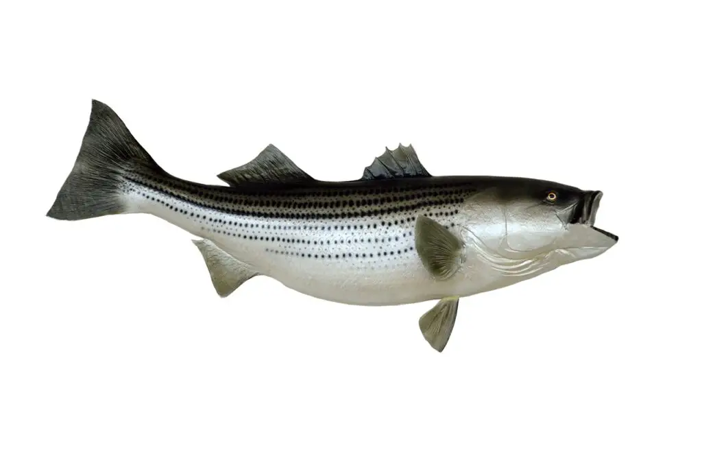 A realistic striped bass bait