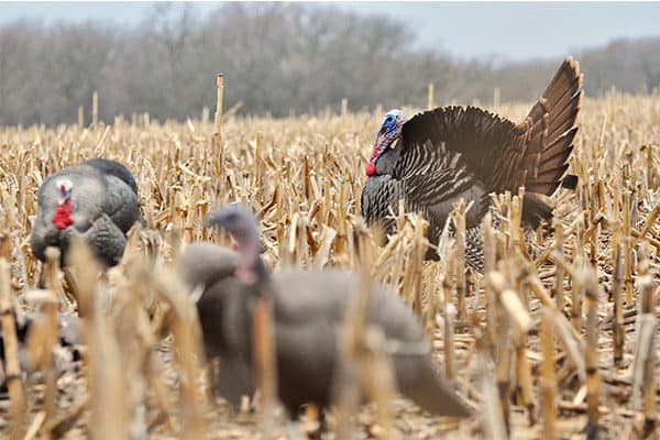 Three turkey decoys in the field