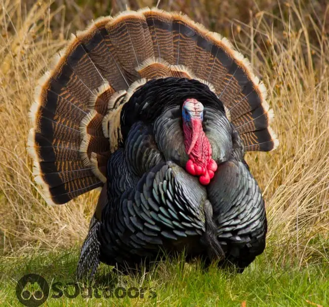 A realistic looking turkey decoy